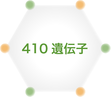 410遺伝子